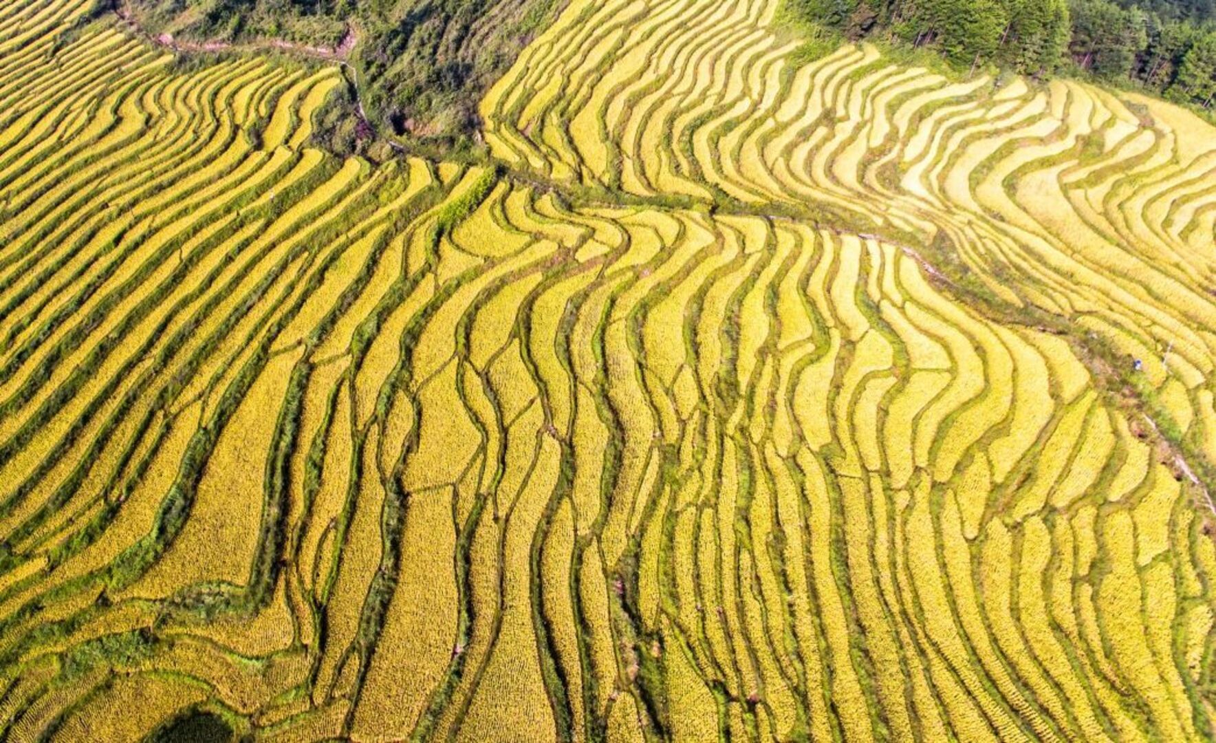 Lizigong Rice