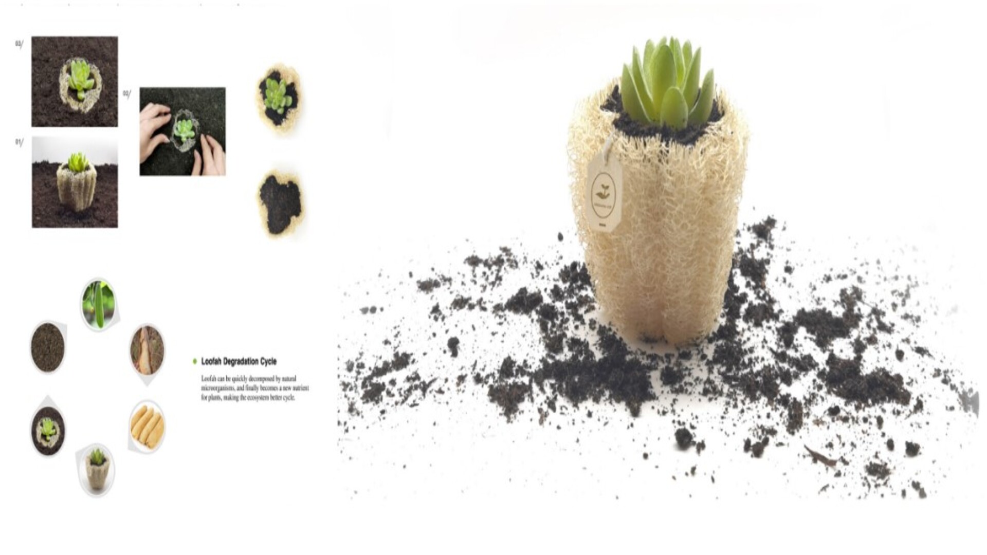 Loofah seedling cup